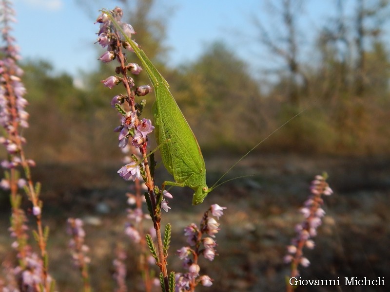 Phaneroptera sp., femmina